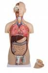 Human Anatomy Model