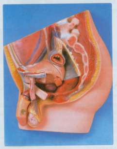 Reproductive System Male