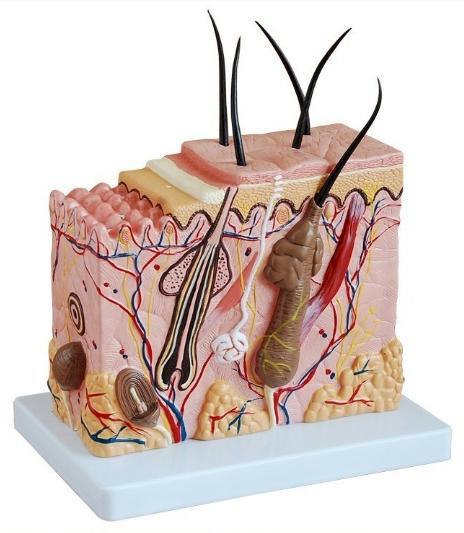 The Human Skin Model