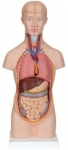 Biology Models Mini Human Torso