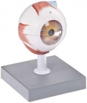 Eye Model