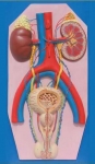 Human Excretory System