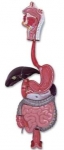 Digestive System