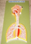 Respiratory System