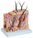 The Human Skin Model